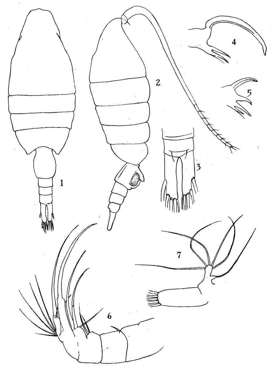 Espèce Paraheterorhabdus (Paraheterorhabdus) robustus - Planche 9 de figures morphologiques