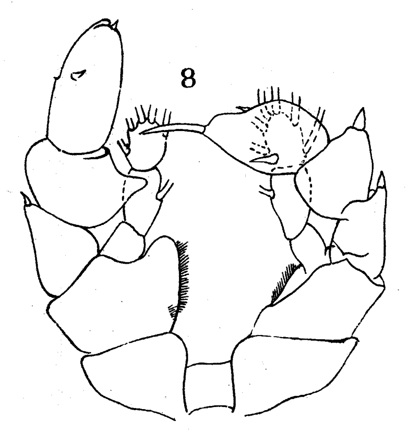 Espèce Paraheterorhabdus (Paraheterorhabdus) robustus - Planche 10 de figures morphologiques