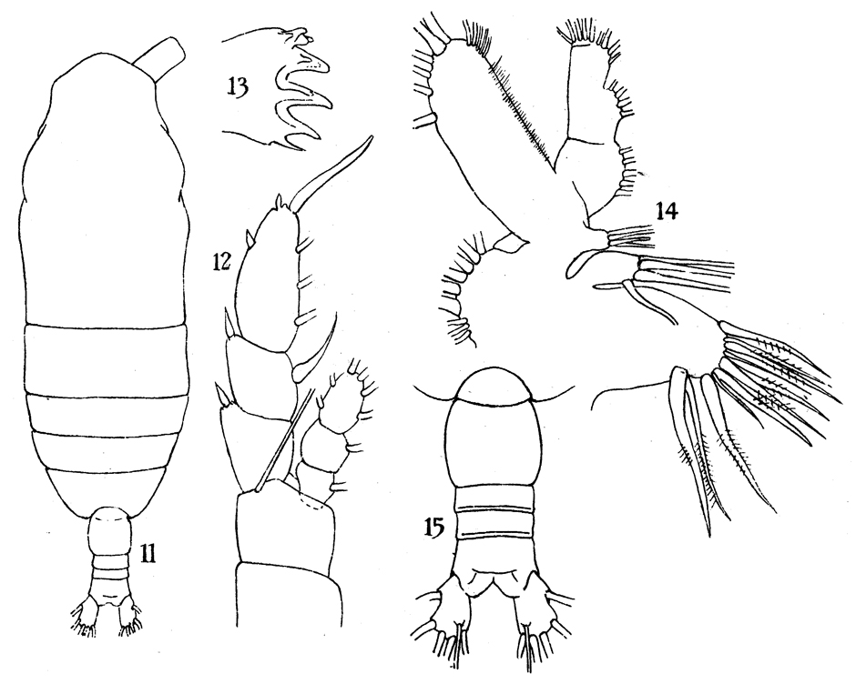 Species Haloptilus fons - Plate 6 of morphological figures