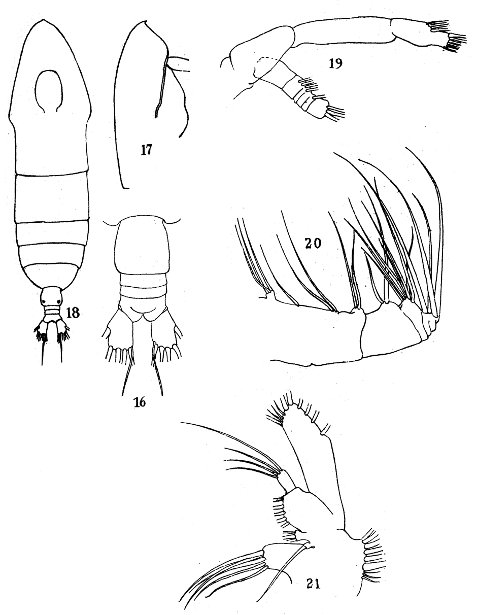 Espèce Haloptilus tenuis - Planche 3 de figures morphologiques