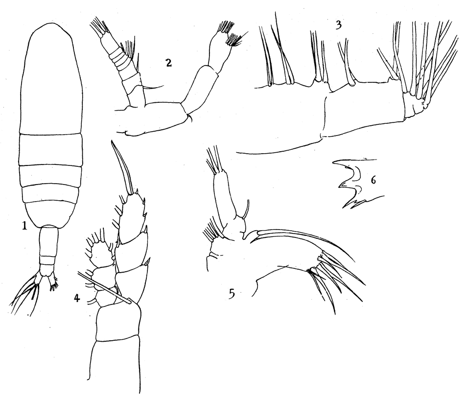 Espce Euaugaptilus facilis - Planche 10 de figures morphologiques