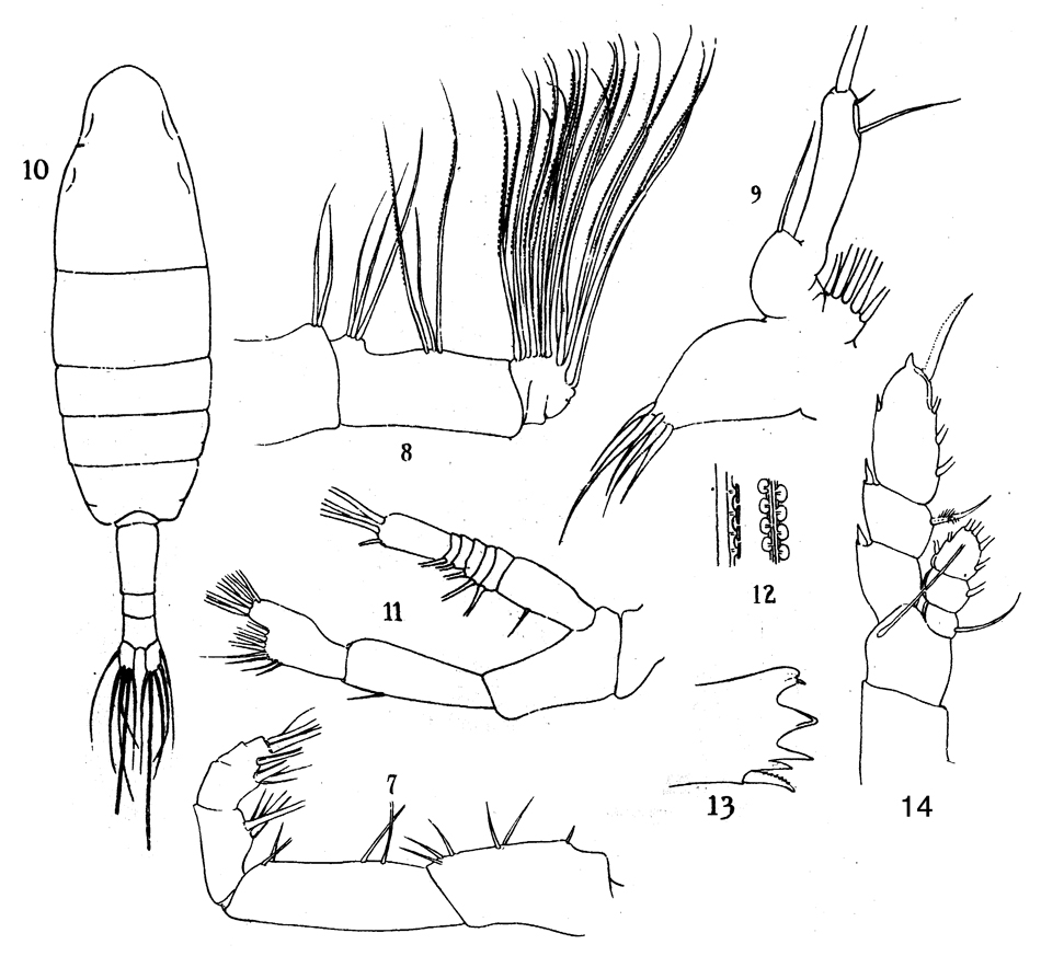 Espce Euaugaptilus similis - Planche 1 de figures morphologiques