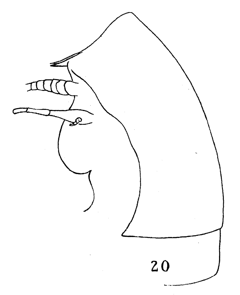 Species Centraugaptilus horridus - Plate 9 of morphological figures
