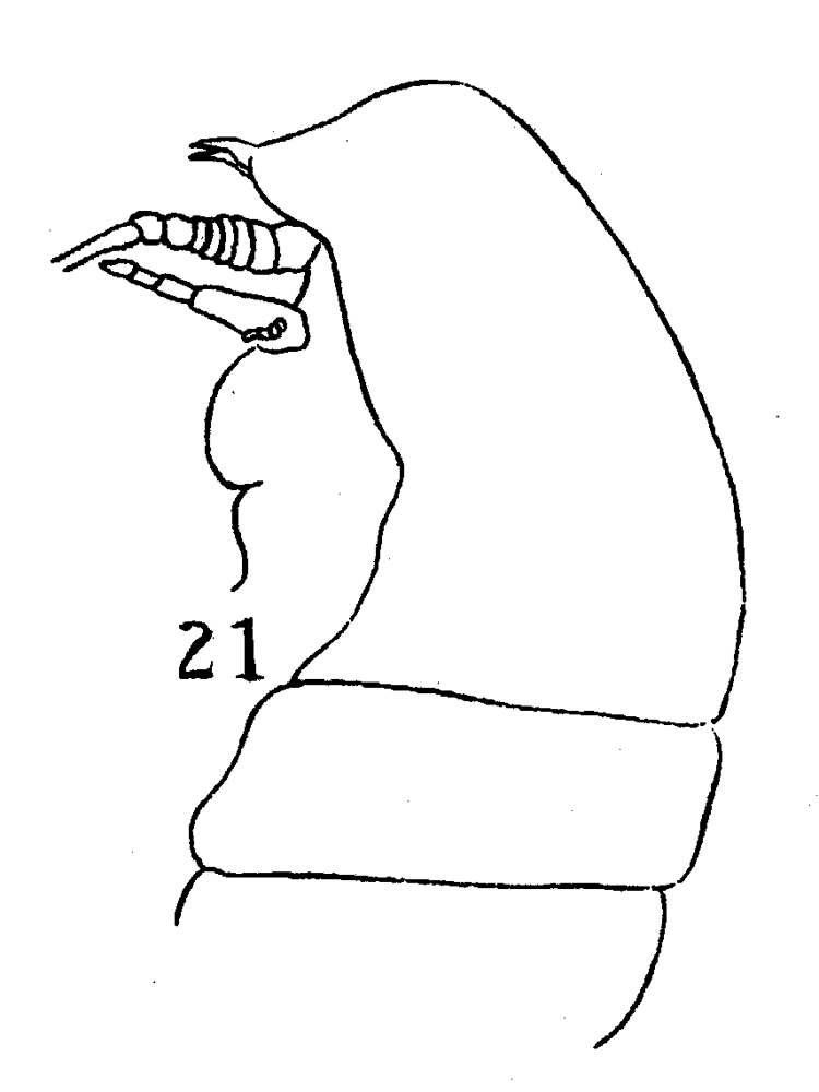 Espèce Centraugaptilus rattrayi - Planche 7 de figures morphologiques