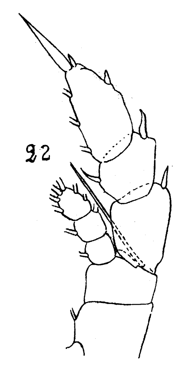 Espèce Haloptilus tenuis - Planche 4 de figures morphologiques