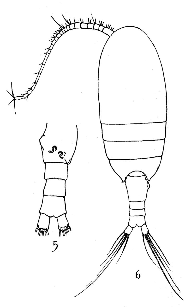 Espèce Nullosetigera helgae - Planche 13 de figures morphologiques