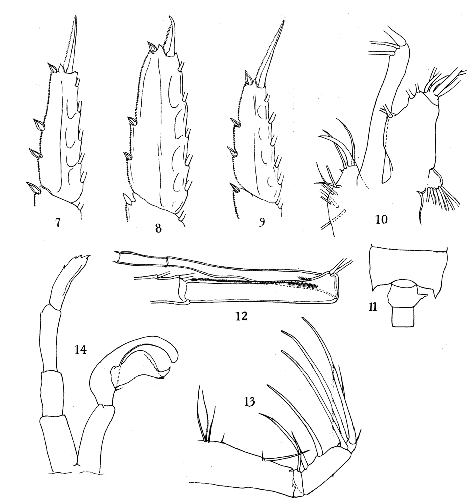 Species Candacia tenuimana - Plate 6 of morphological figures