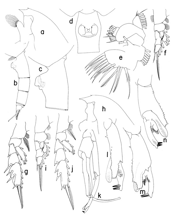 Espèce Paraeuchaeta copleyae - Planche 1 de figures morphologiques