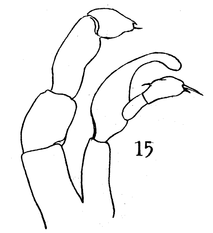 Espèce Candacia elongata - Planche 5 de figures morphologiques