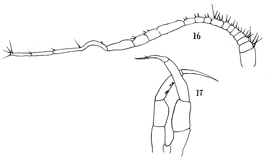 Espèce Temorites elongata - Planche 10 de figures morphologiques