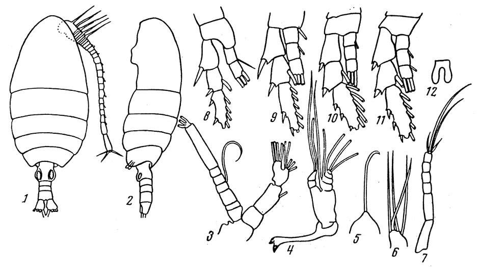 Species Disco tropicus - Plate 1 of morphological figures