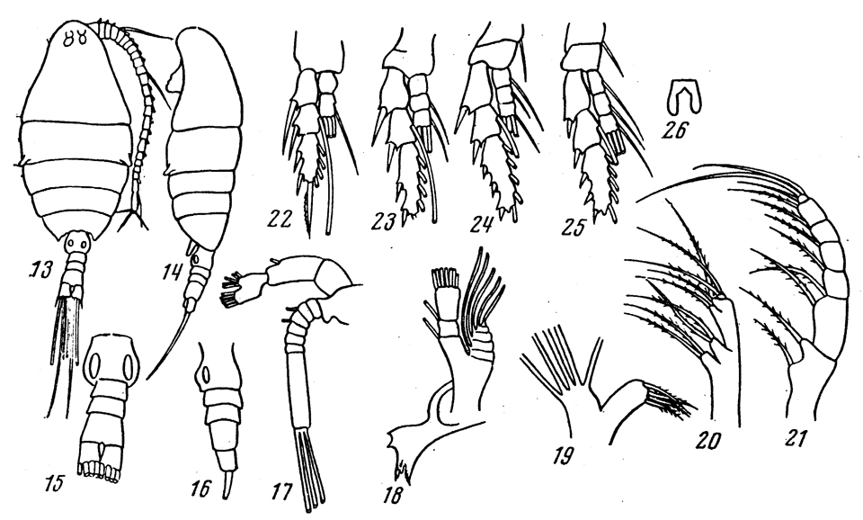 Species Disco marinus - Plate 1 of morphological figures