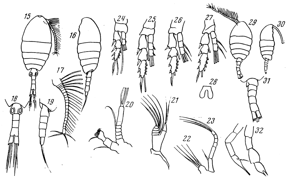 Species Disco atlanticus - Plate 1 of morphological figures