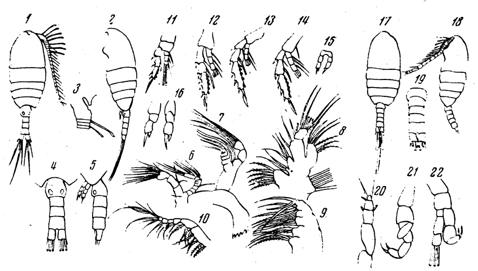 Species Paradisco mediterraneus - Plate 1 of morphological figures