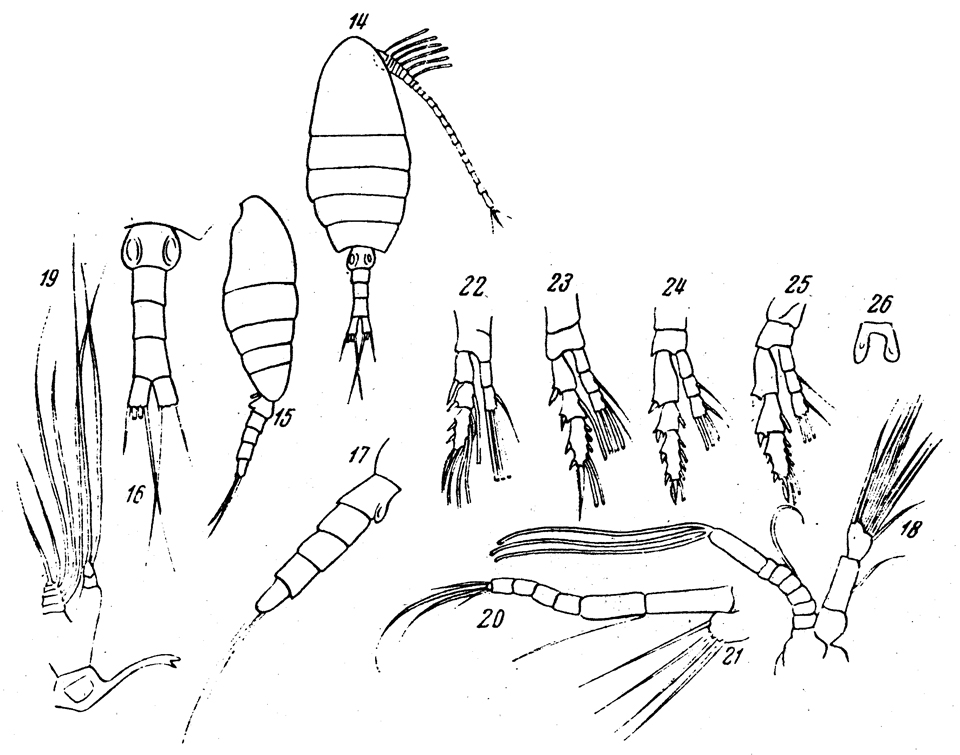 Espce Disco erythraeus - Planche 1 de figures morphologiques