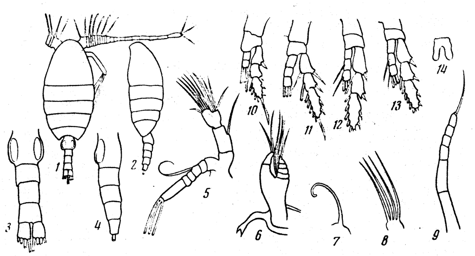 Species Disco populosus - Plate 1 of morphological figures