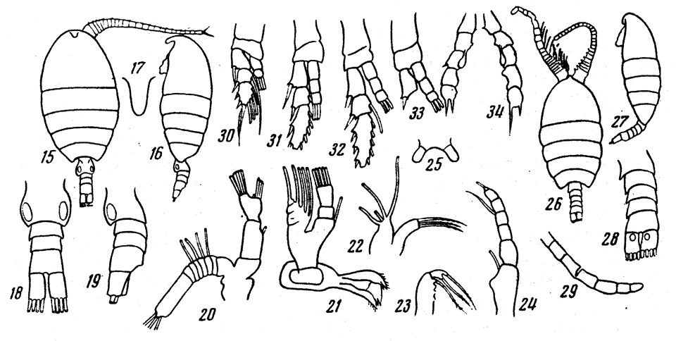Species Disco intermedius - Plate 1 of morphological figures
