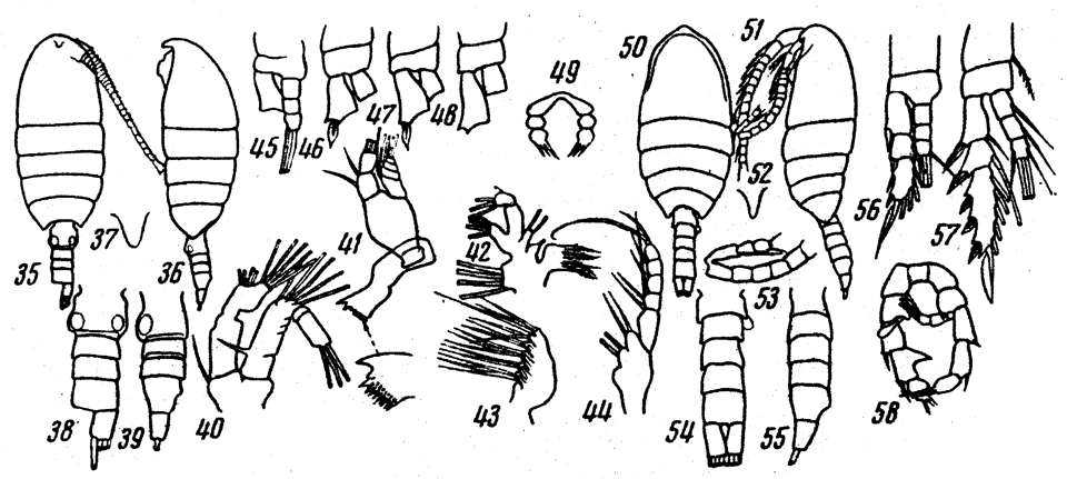 Species Paradisco grandis - Plate 1 of morphological figures