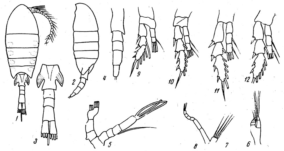 Species Prodisco princeps - Plate 1 of morphological figures