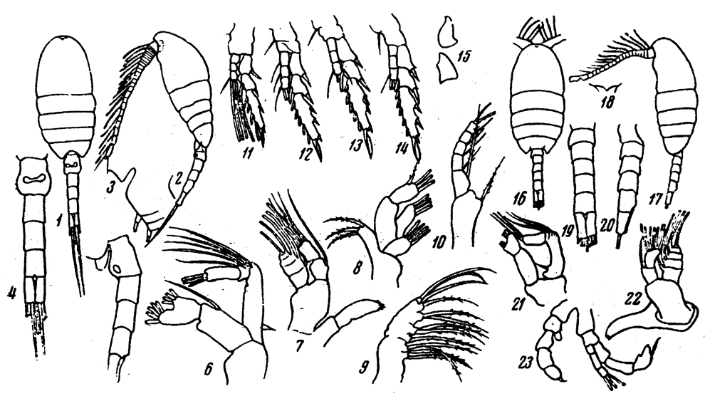Espèce Paradisco gracilis - Planche 1 de figures morphologiques