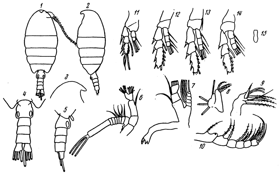 Species Disco caribbeanensis - Plate 1 of morphological figures