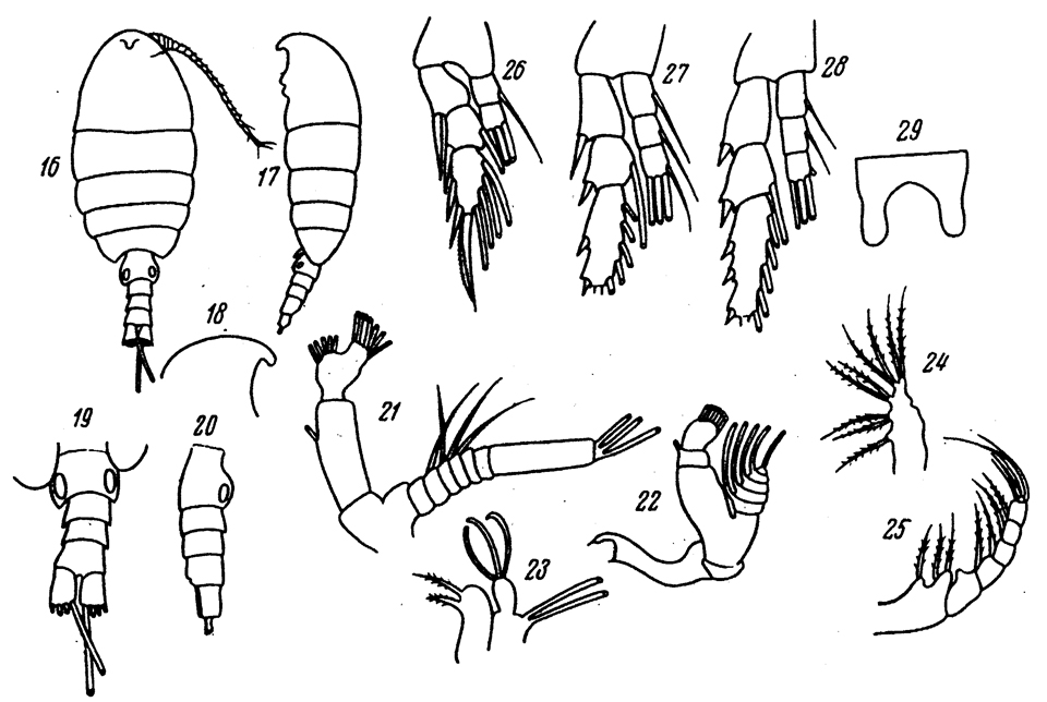 Species Disco peltatus - Plate 1 of morphological figures