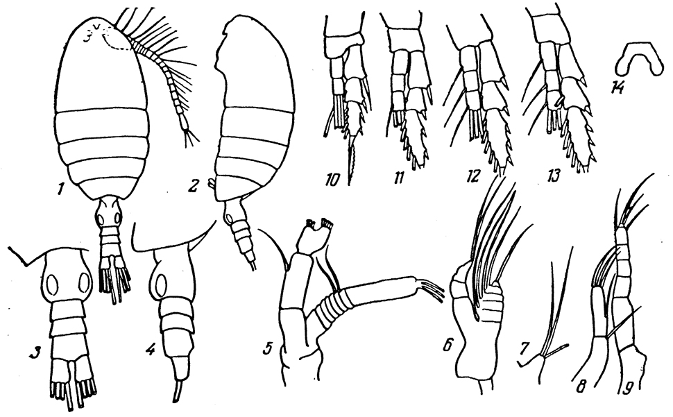 Espèce Disco creatus - Planche 1 de figures morphologiques