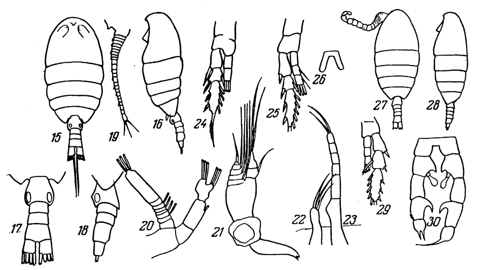 Espèce Disco curtirostris - Planche 1 de figures morphologiques