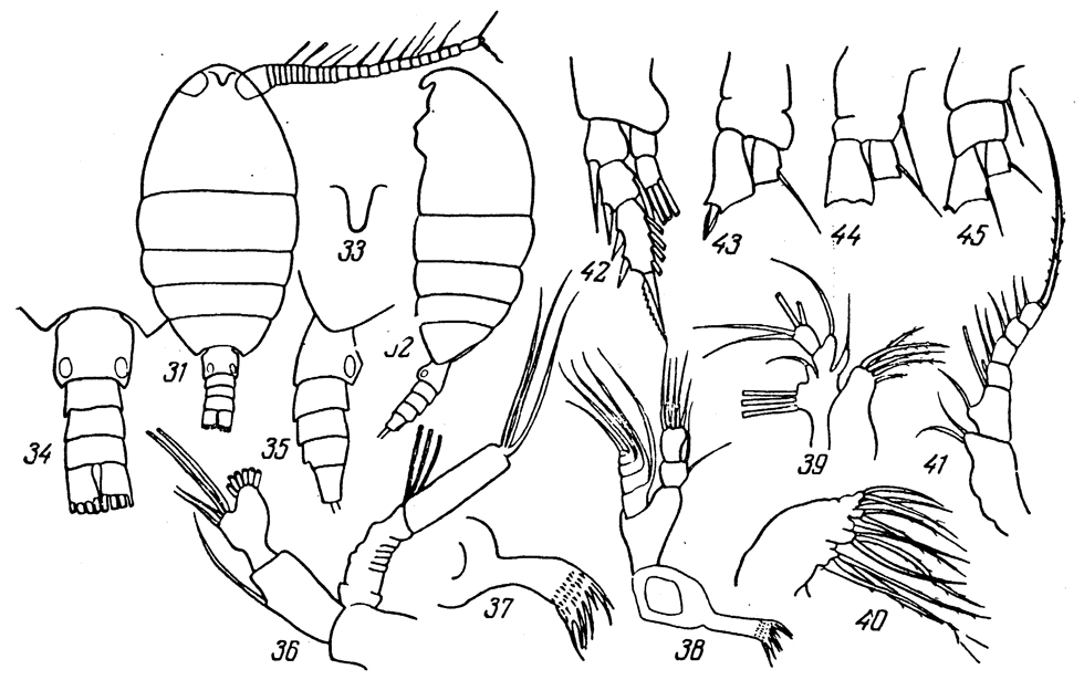 Species Disco elephantus - Plate 1 of morphological figures