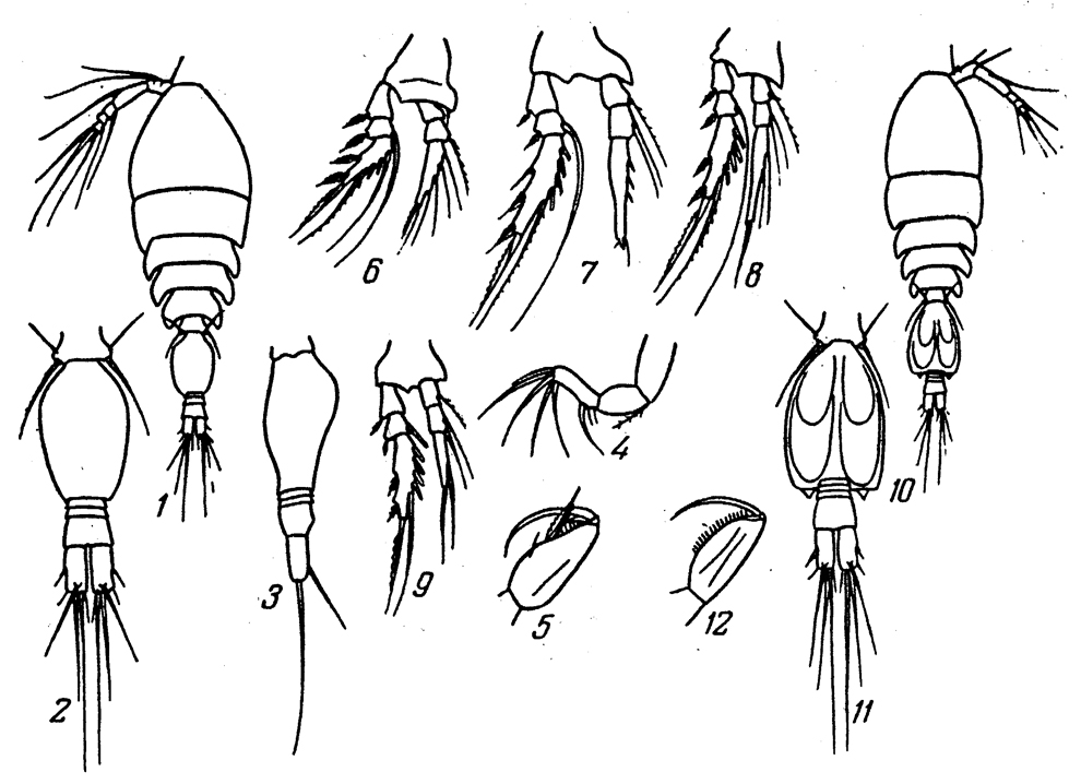 Espce Oncaea mollicula - Planche 1 de figures morphologiques