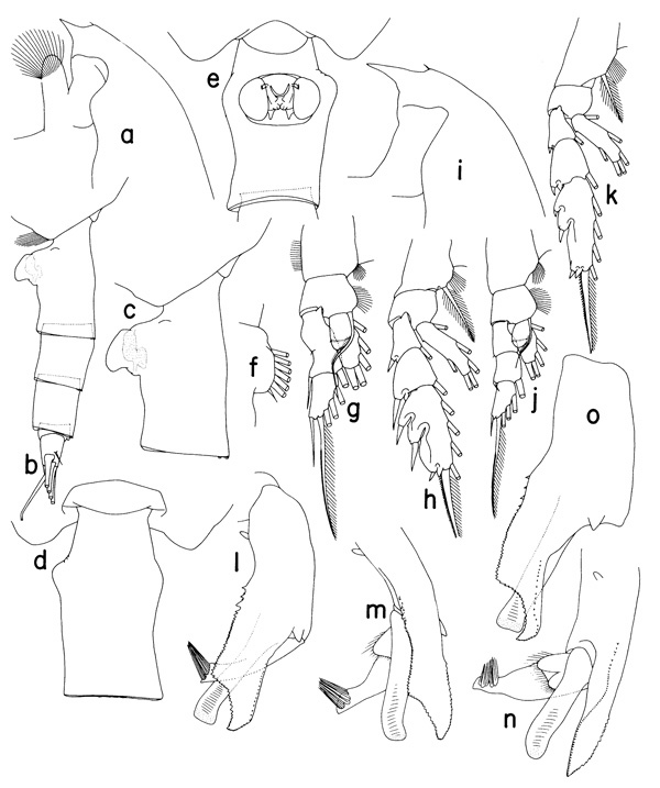 Species Paraeuchaeta rubra - Plate 2 of morphological figures