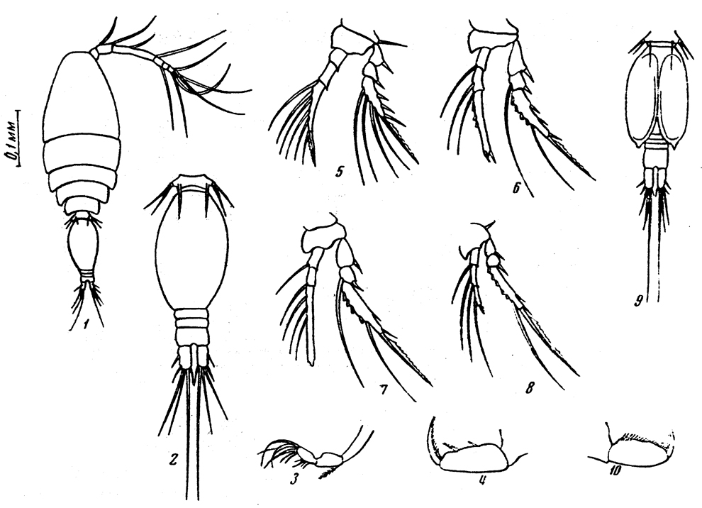 Species Oncaea infantula - Plate 1 of morphological figures