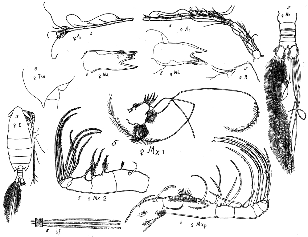 Species Arietellus bispinatus - Plate 1 of morphological figures