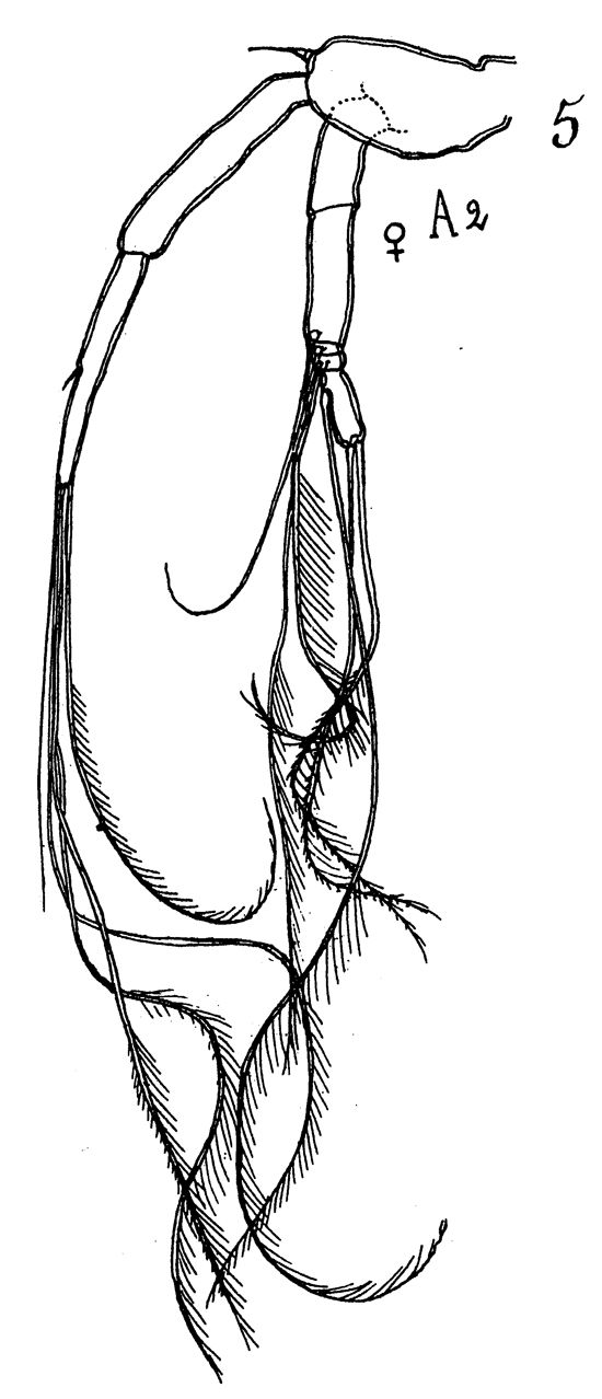 Espce Arietellus bispinatus - Planche 2 de figures morphologiques