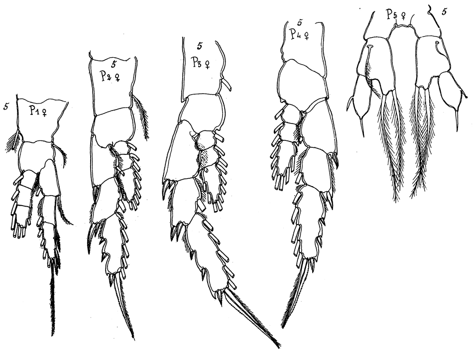 Species Arietellus bispinatus - Plate 3 of morphological figures