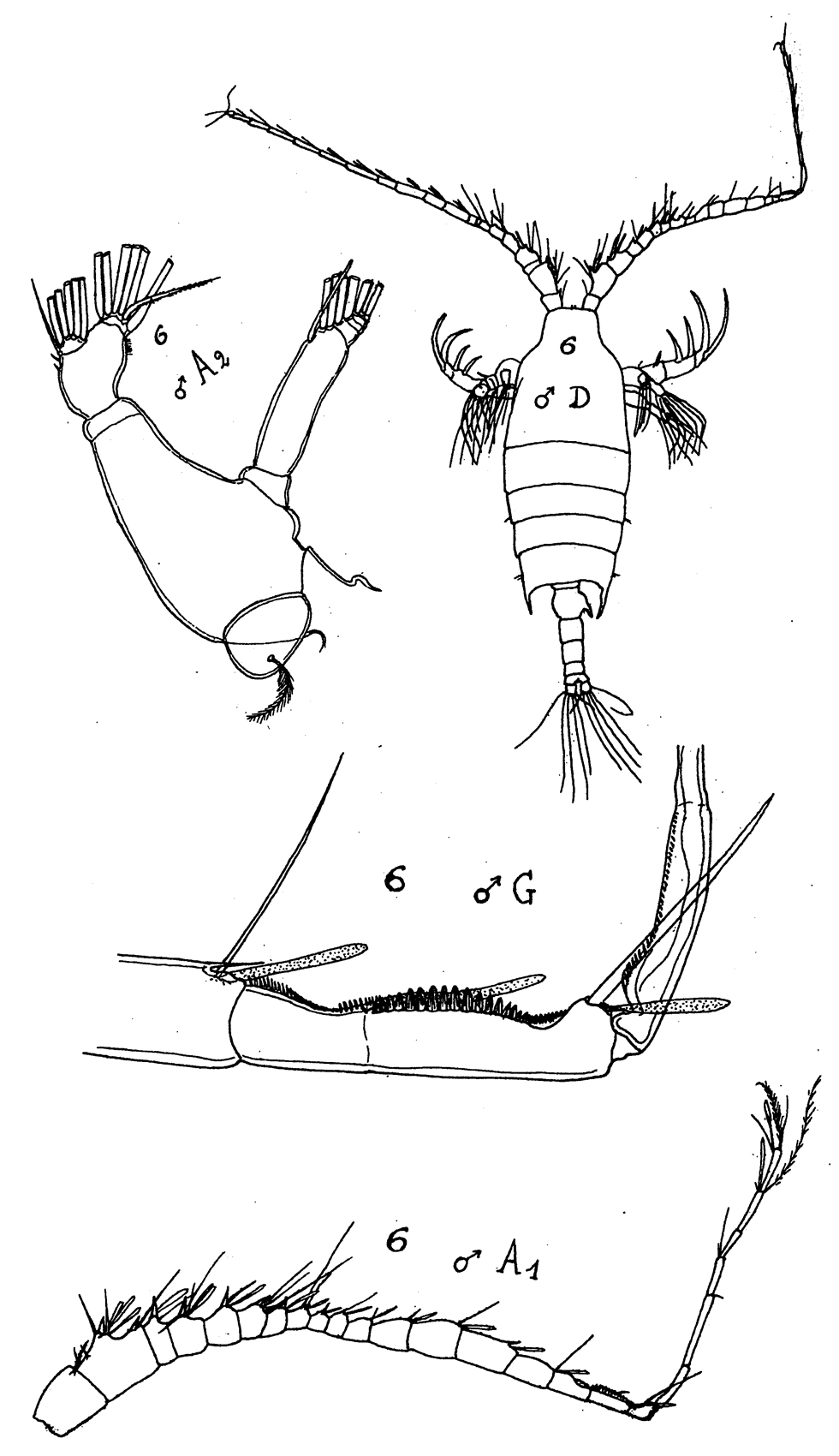 Espèce Candacia bipinnata - Planche 14 de figures morphologiques