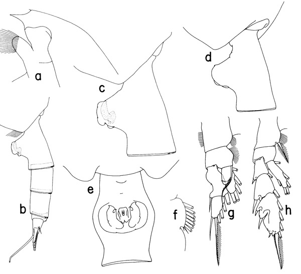 Espce Paraeuchaeta triloba - Planche 1 de figures morphologiques