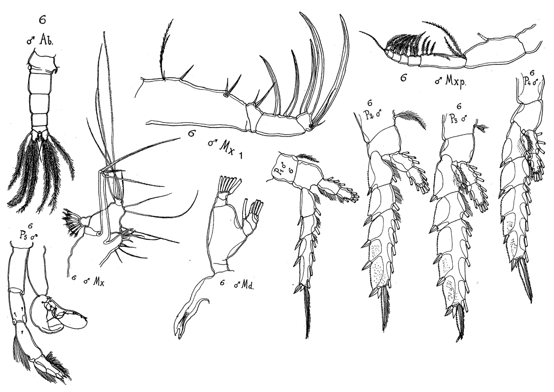 Espce Candacia bipinnata - Planche 16 de figures morphologiques