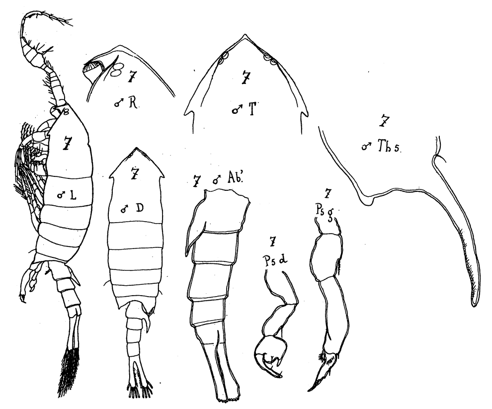 Species Anomalocera patersoni - Plate 27 of morphological figures