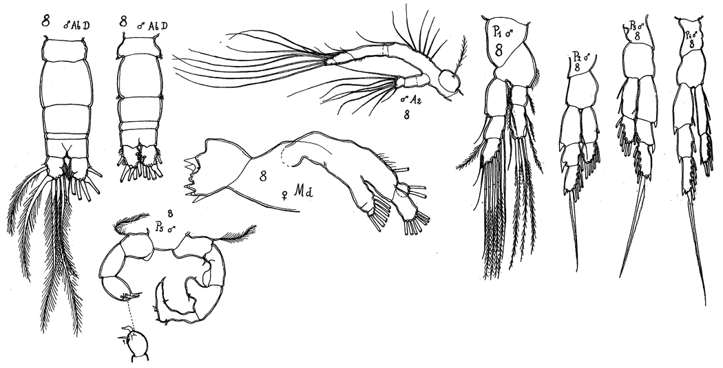 Espèce Acartia (Acanthacartia) bifilosa - Planche 10 de figures morphologiques