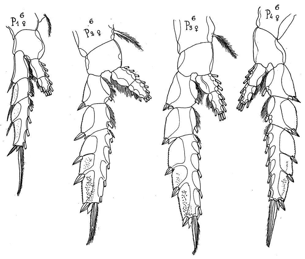 Espèce Candacia bipinnata - Planche 13 de figures morphologiques
