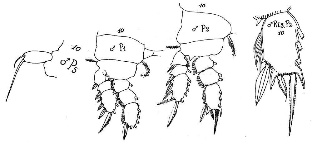 Species Sapphirina sali - Plate 7 of morphological figures