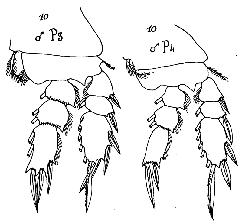 Species Sapphirina sali - Plate 8 of morphological figures