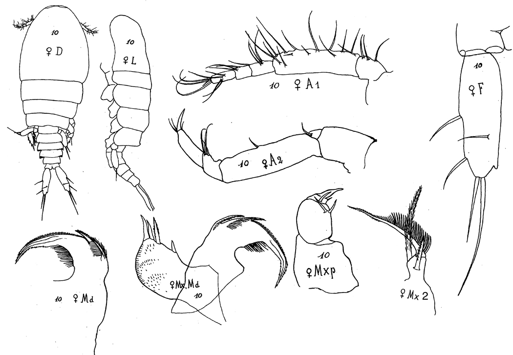 Espce Sapphirina sali - Planche 4 de figures morphologiques