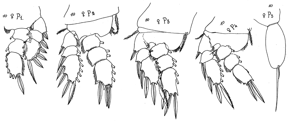 Espce Sapphirina sali - Planche 5 de figures morphologiques