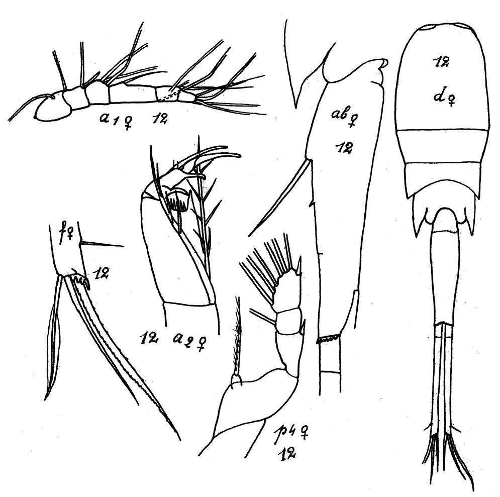 Species Corycaeus (Urocorycaeus) lautus - Plate 15 of morphological figures