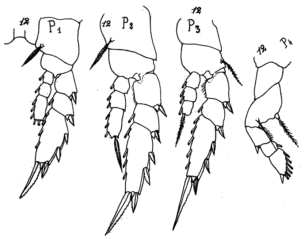 Species Corycaeus (Urocorycaeus) lautus - Plate 17 of morphological figures
