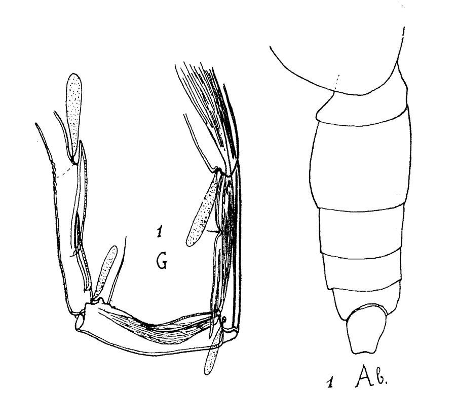Species Elenacalanus princeps - Plate 3 of morphological figures