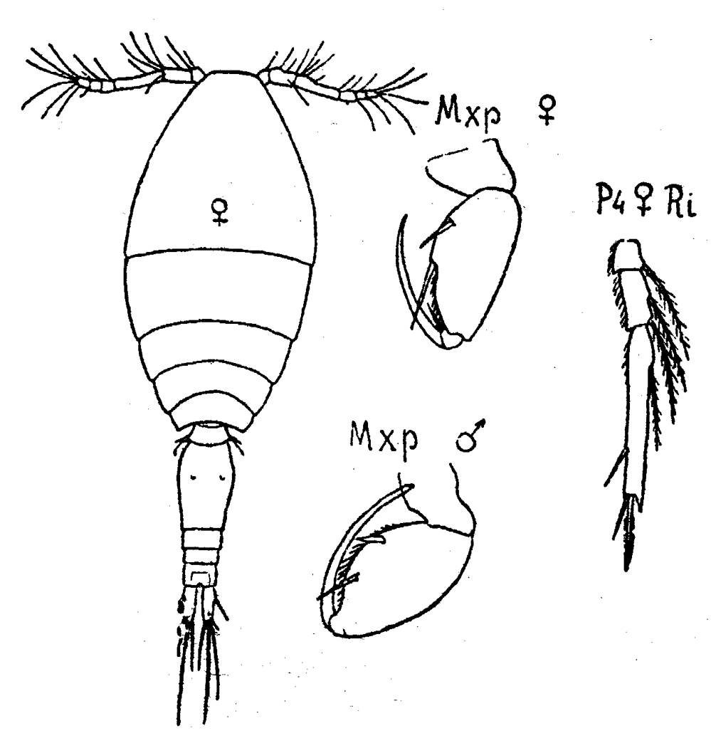 Species Oncaea curta - Plate 1 of morphological figures