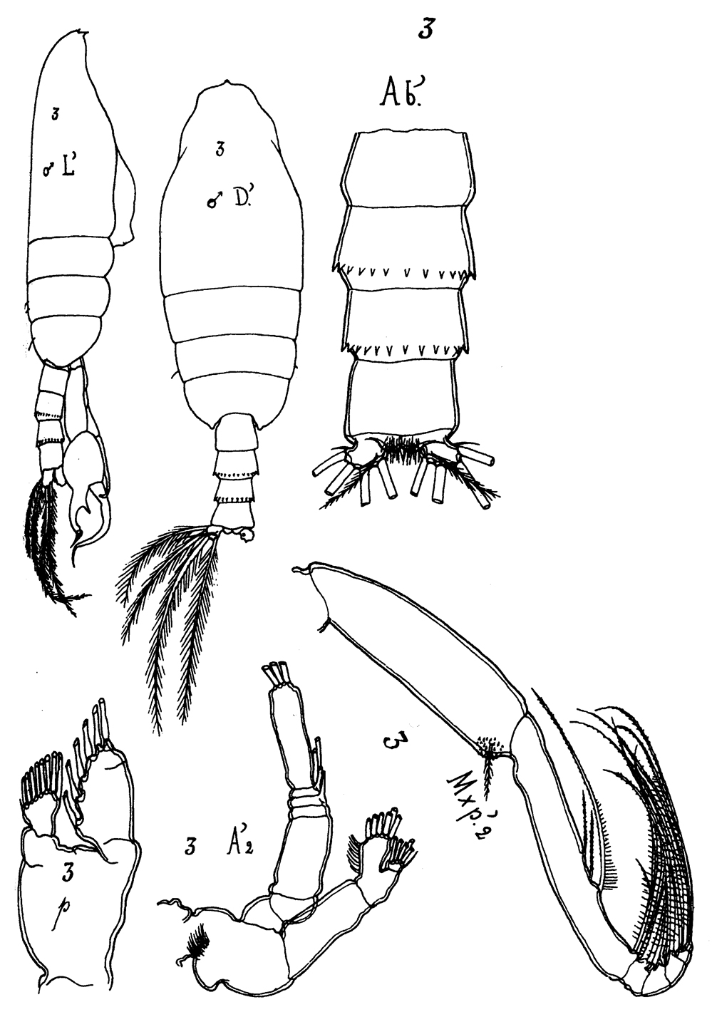 Species Euchirella amoena - Plate 11 of morphological figures